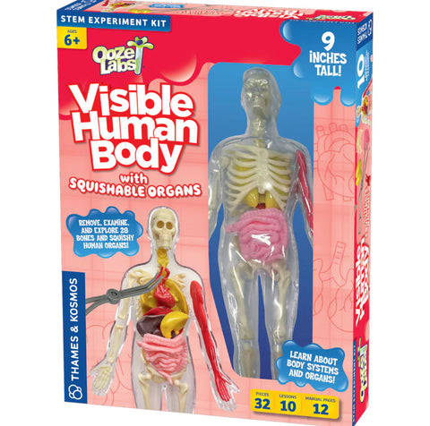ooze labs visible human body