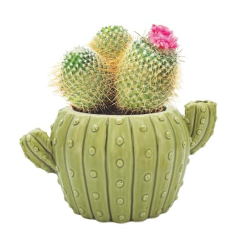 cactus grow kit