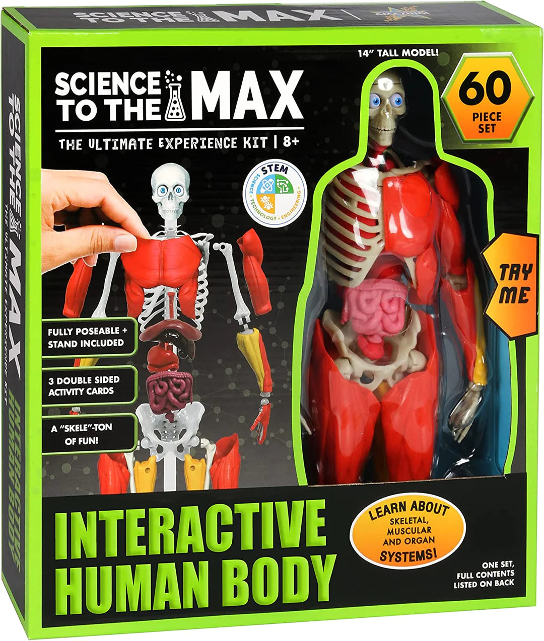 interactive human body