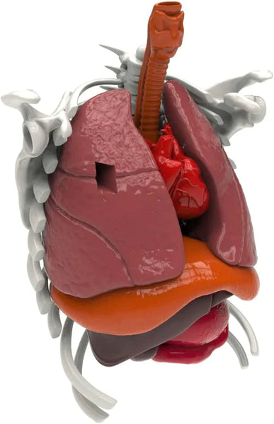 interactive human body