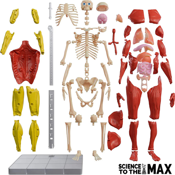 interactive human body