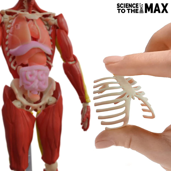 interactive human body